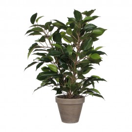 FICUS NATASJA PVC COM VASO