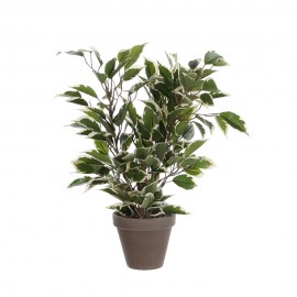 FICUS NATASJA MARMORISADO PVC COM VASO