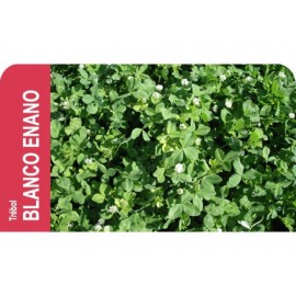 SEMENTE TREVO BRANCO ANAO HUIA-CX250GR