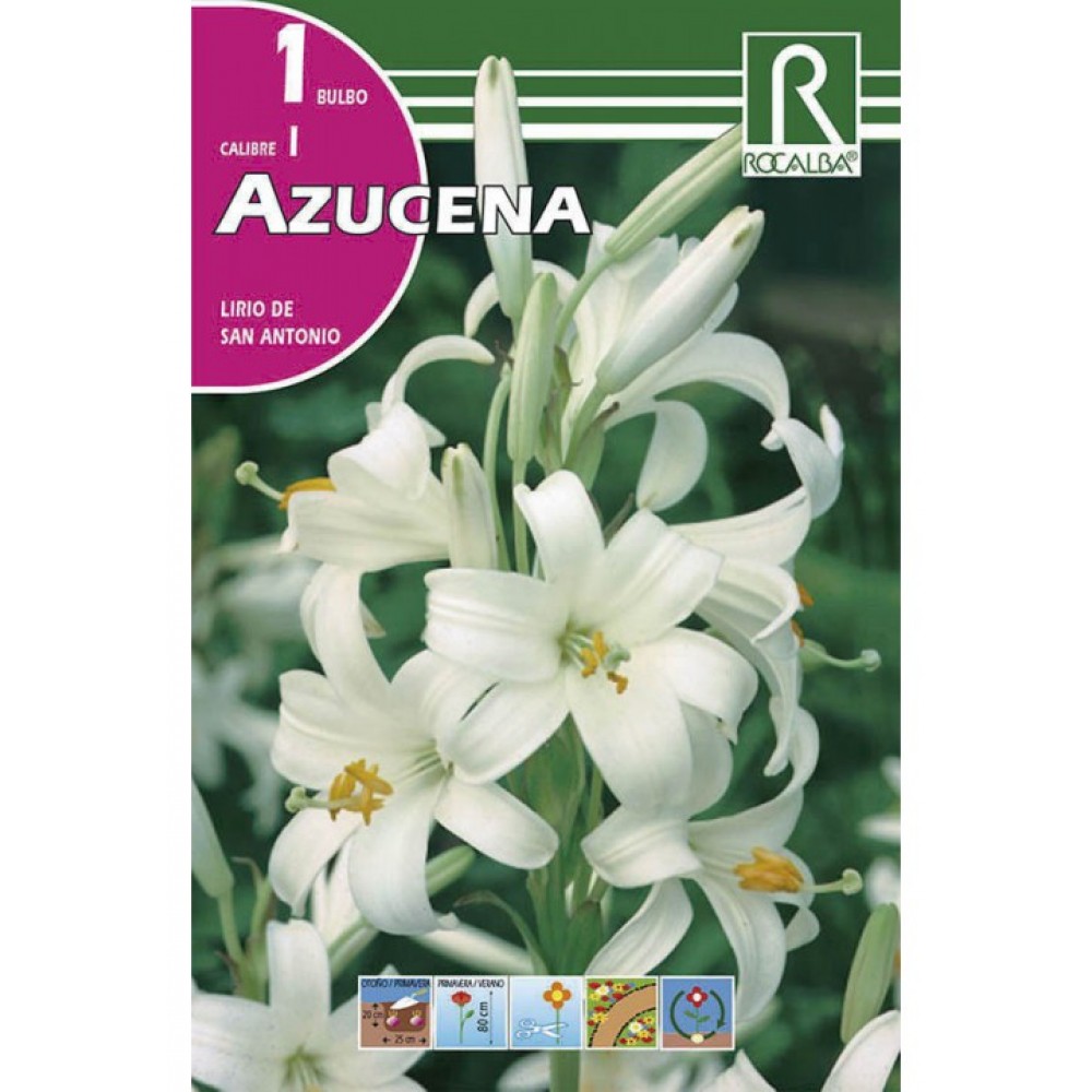 S.BOLBO SAQUETA ROCALBA ASUCENA LIRIO DE SAN ANTONIO - EBAZ6515