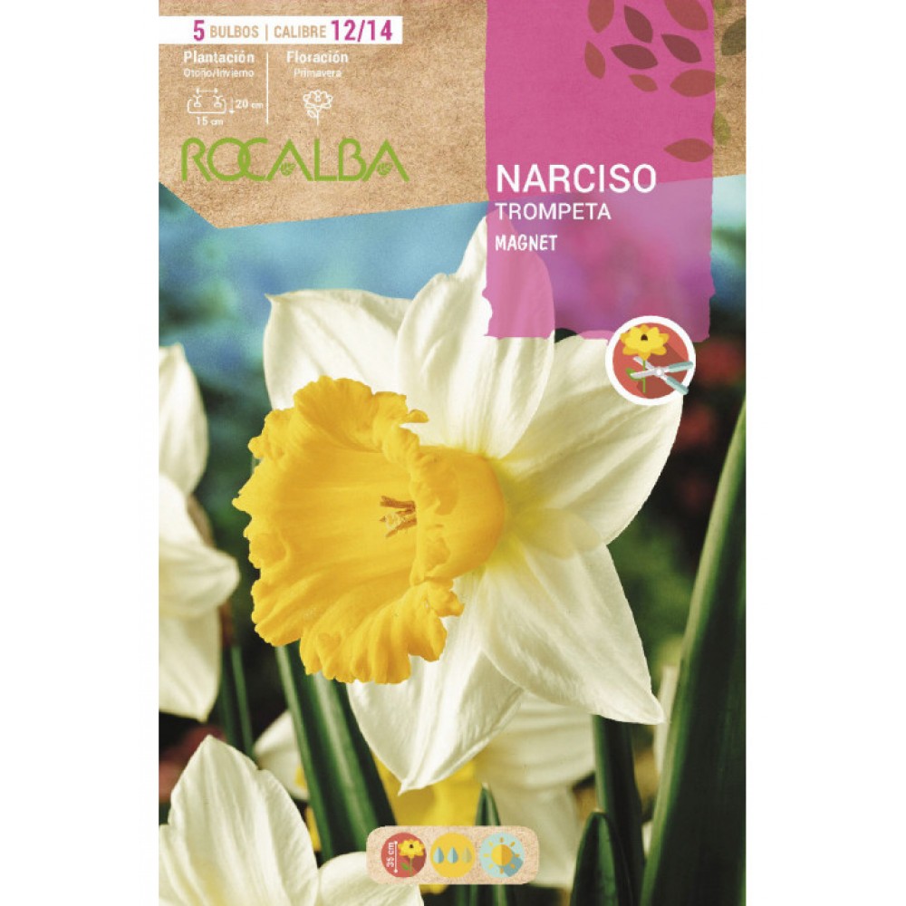 S.BOLBO SAQUETA ROCALBA NARCISO TROMPETE MAGN- EBNT5700