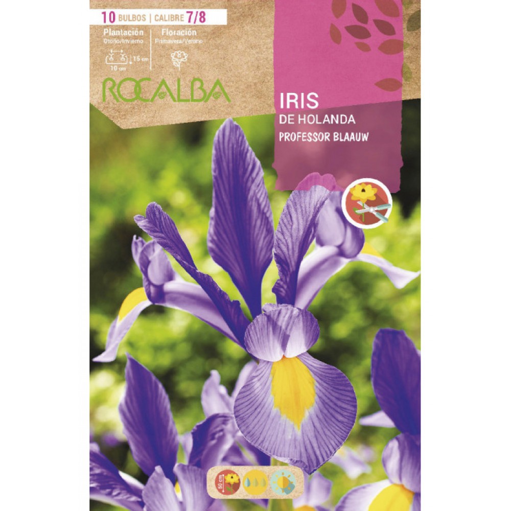 S.BOLBO SAQUETA ROCALBA IRIS DA HOLANDA  PROFESSOR BLAAUW-EBIR6270