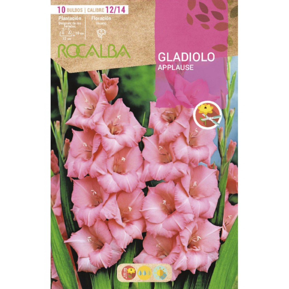 S.BOLBO SAQUETA ROCALBA GALADIOLO APPLAUSE - EBGL8015