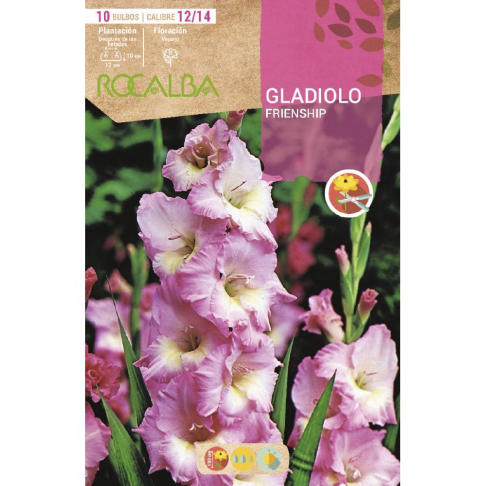 S.BOLBO SAQUETA ROCALBA GALADIOLO FRIENDSHIP - EBGL8095