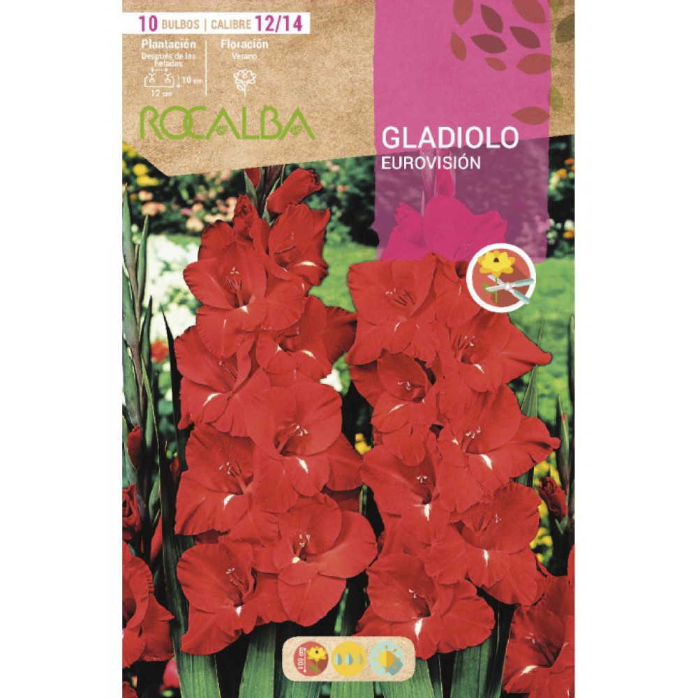 S.BOLBO SAQUETA ROCALBA GALADIOLO EUROVISION - EBGL8145
