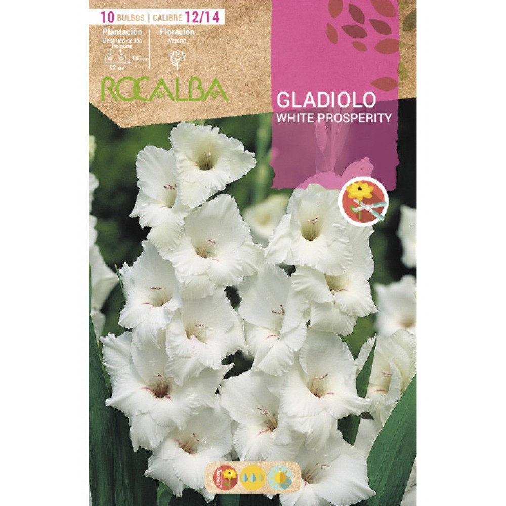 S.BOLBO SAQUETA RO. GALADIOLO WHITE PROSPERITY - EBGL8075