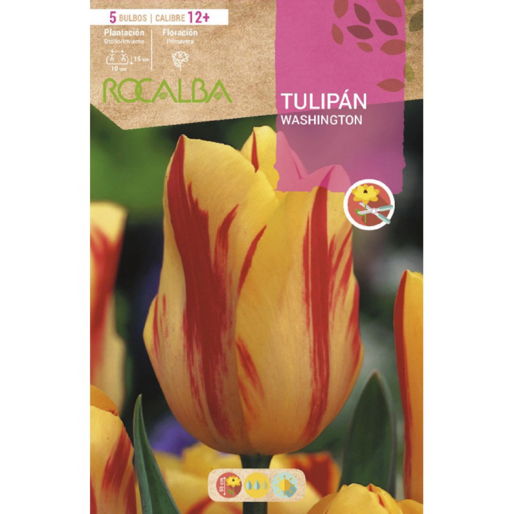 S.BOLBO SAQUETA TULIPA WASHINGTON-EBTN5070