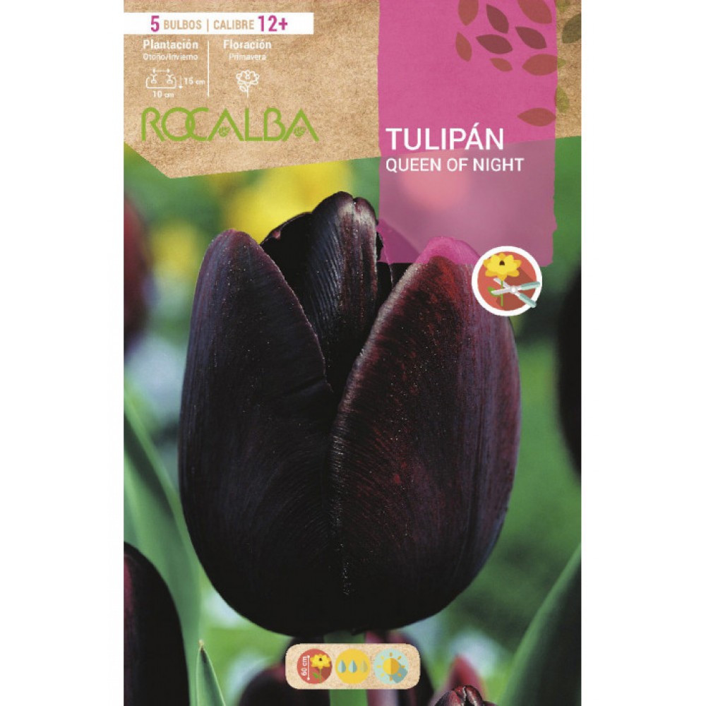 S.BOLBO SAQUETA TULIPA PRETA QUEEN NIGHT -EBTN5080