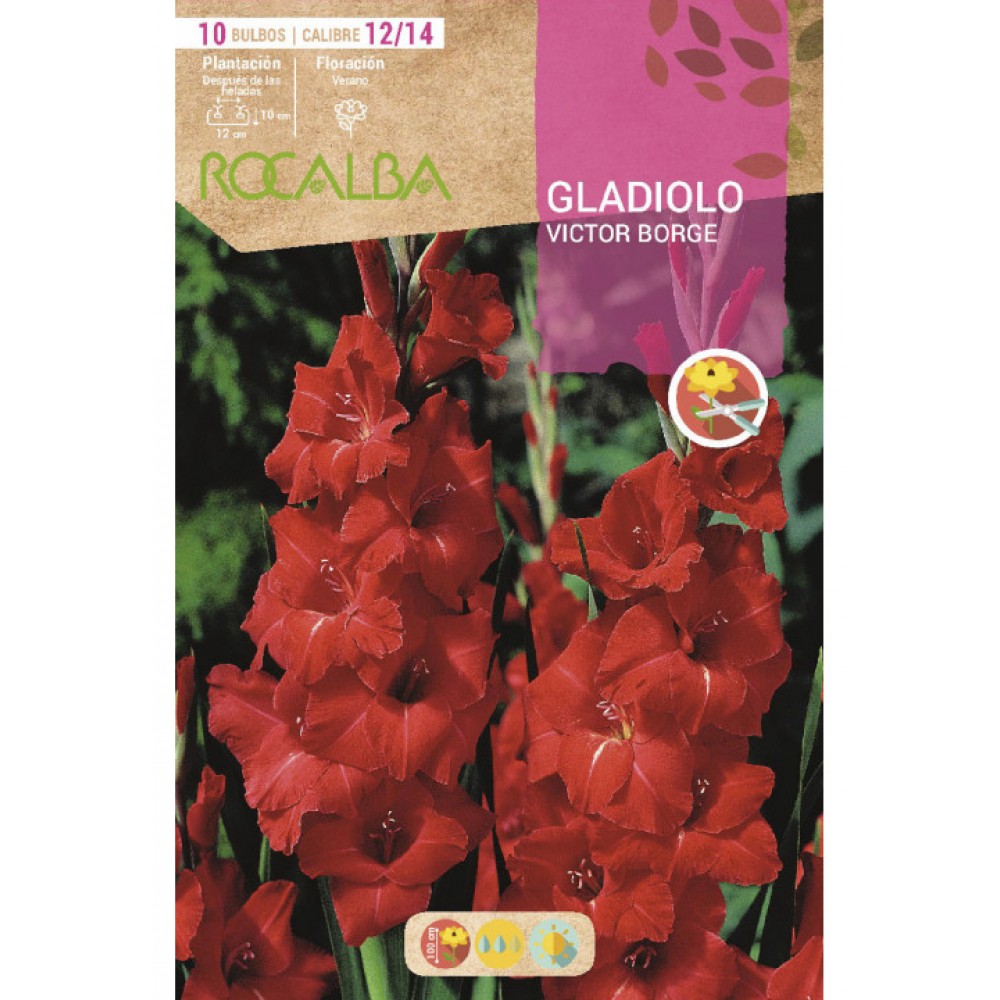 S.BOLBO SAQUETA RO. GALADIOLO VICTOR BORG-EBGL8030