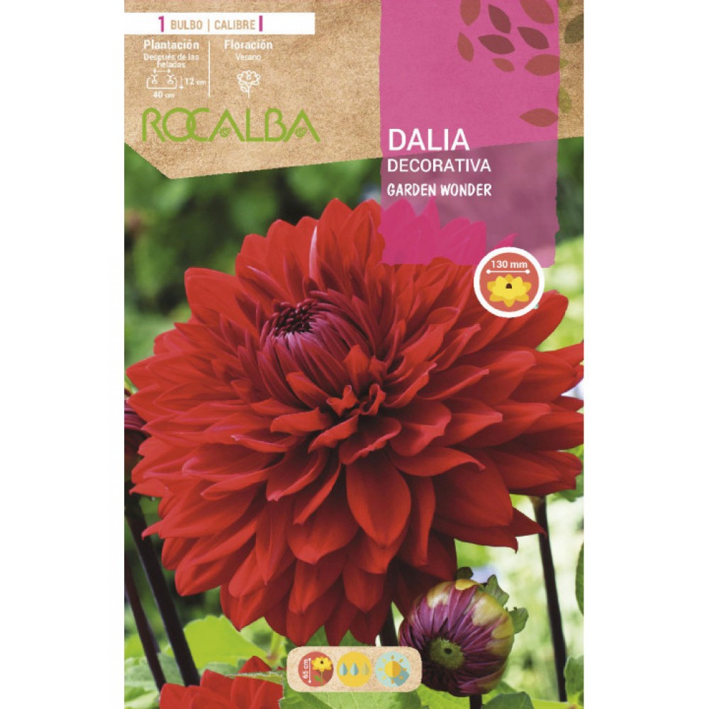 S.BOLBO SAQUETA DALIA DECORATIVA GARDEN WONDER-EBDD8270