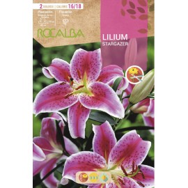 S.BOLBO SAQUETA LILIUM STARGAZER -EBLI8640