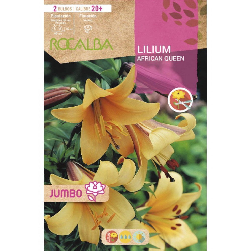 S.BOLBO SAQUETA LILIUM JUMBO AFRICAN QUEEN-EBLJ8660