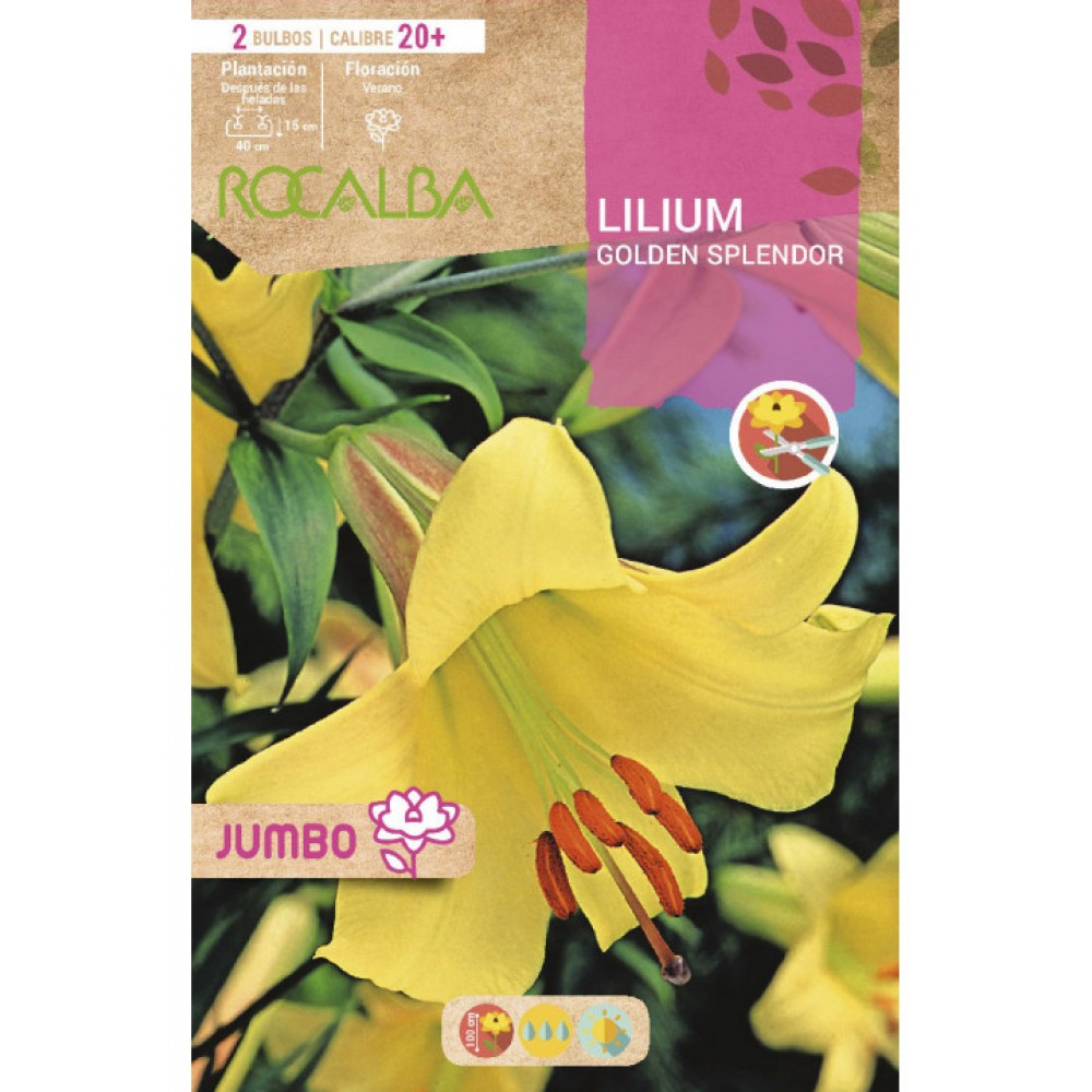 S.BOLBO SAQUETA LILIUM JUMBO GOLDEN SPLENDOR-EBLJ8675