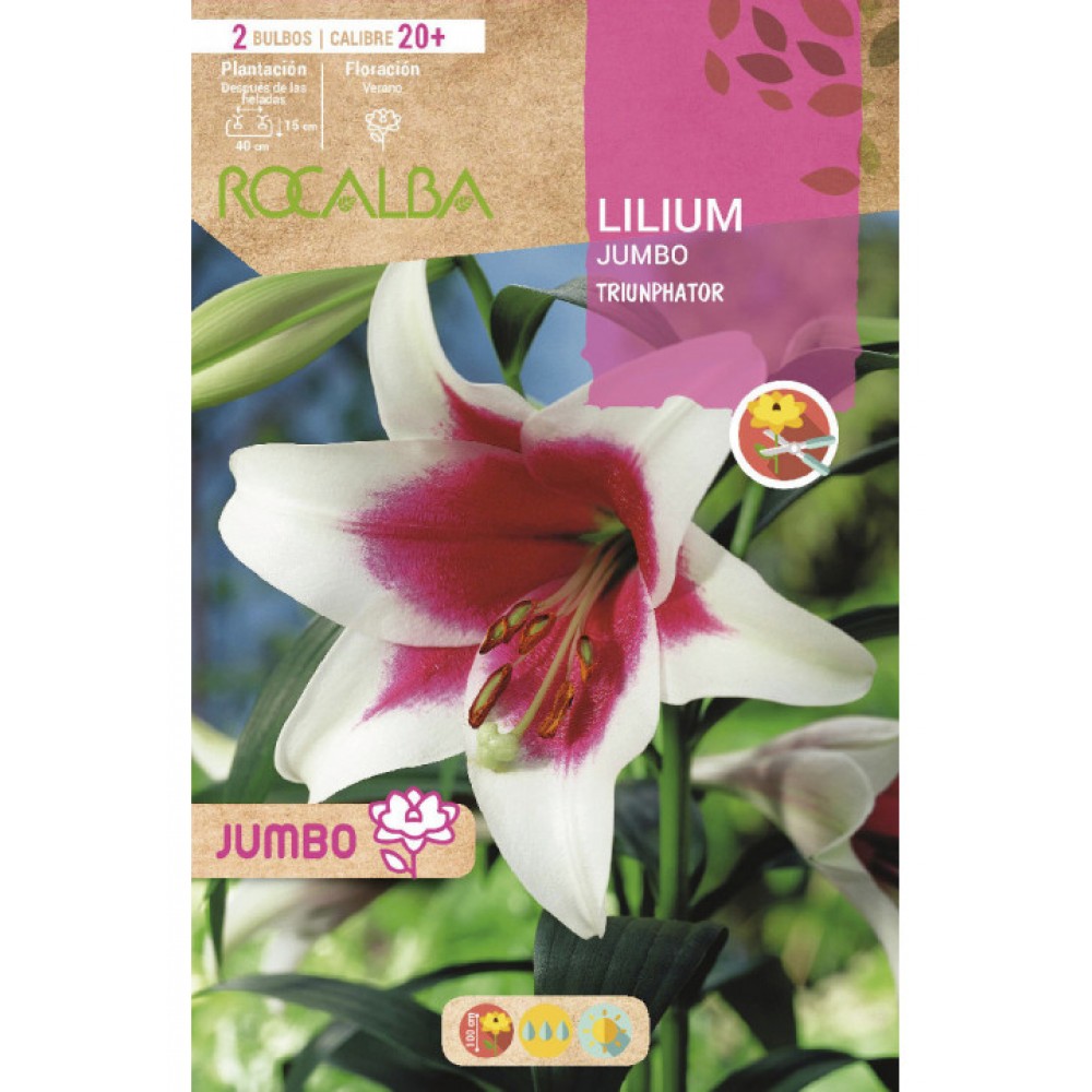 S.BOLBO SAQUETA LILIUM JUMBO TRIUMPHATOR-EBLJ8680