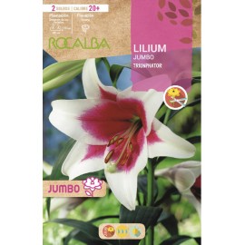 S.BOLBO SAQUETA LILIUM JUMBO TRIUMPHATOR-EBLJ8680