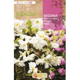 S.BOLBO SAQUETA BEGONIA PENDULA DOBRADA BRANCA-EBBG8780