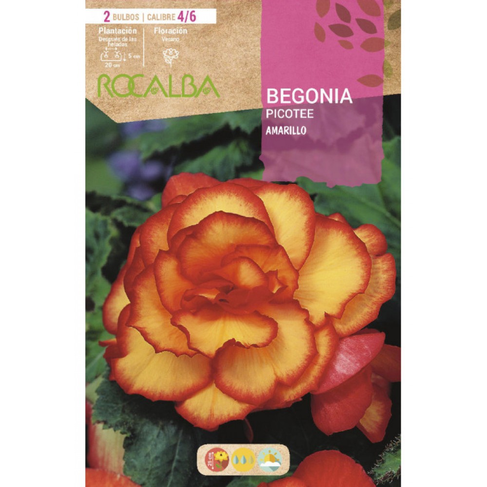 S.BOLBO SAQUETA BEGONIA PICOTEE AMARELO -EBBG8945
