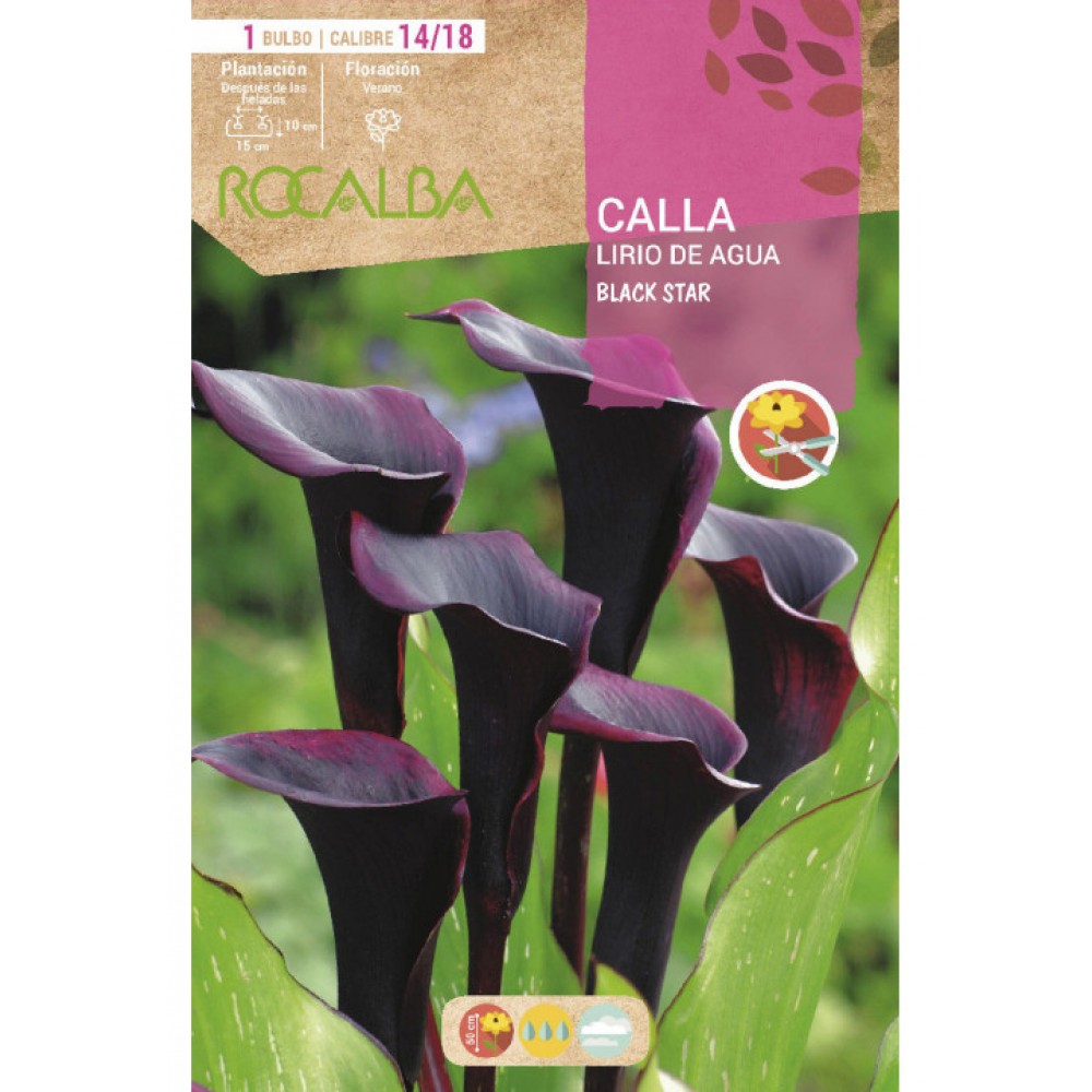 S.BOLBO SAQUETA JARROS BLACK STAR -EBCA9225