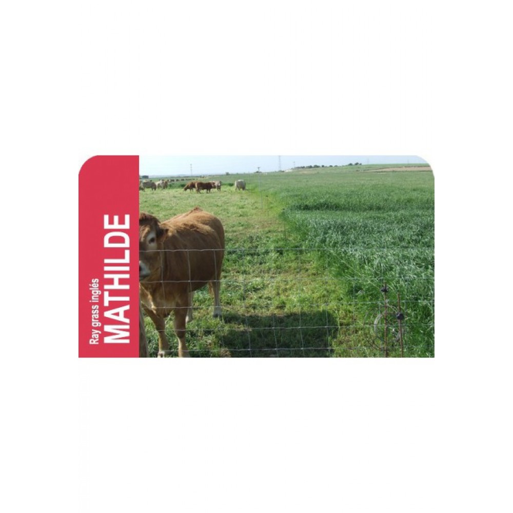 SEMENTE RAY GRASS INGLES MATHILDE -CX 1 KILO