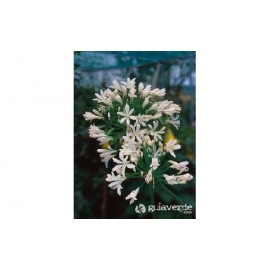 S.BOLBO AGAPANTHUS UN.