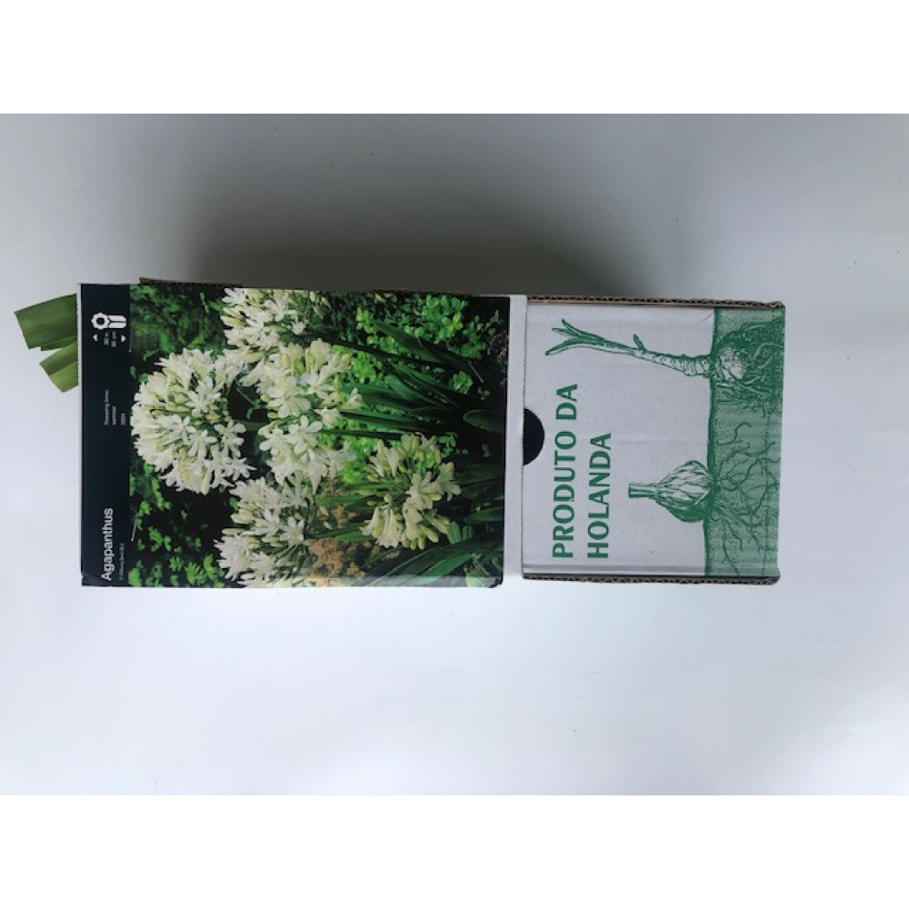 S.BOLBO DC AGAPANTHUS - CX 10 UNIDADE