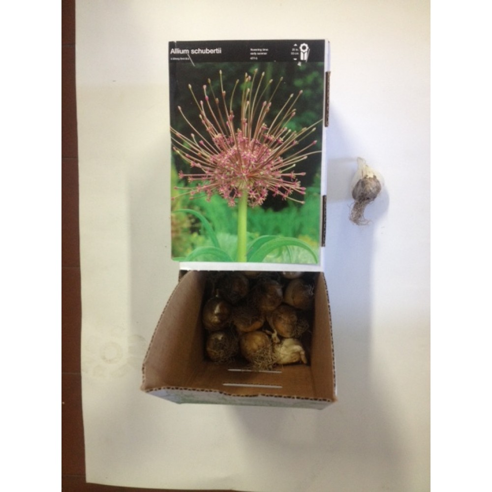 S.BOLBO ALLIUM - UNIDADE