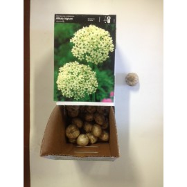 S.BOLBO ALLIUM - UNIDADE