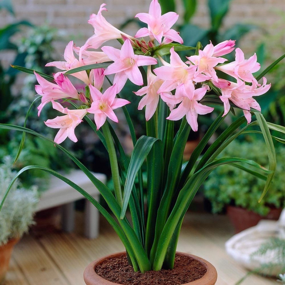 S.BOLBO AMARCRINUM  - UNIDADE