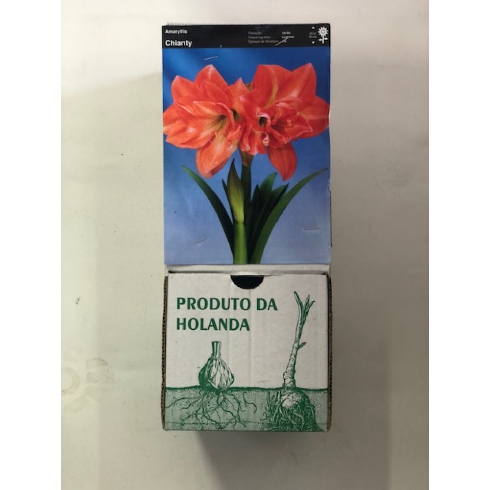 S.BOLBO GR AMARYLLIS DOBRADOS - CAIXA 10 UNIDADES
