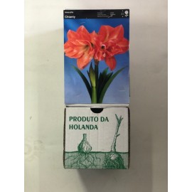 S.BOLBO GR AMARYLLIS DOBRADOS - CAIXA 10 UNIDADES