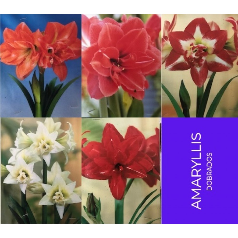 S.BOLBO GR AMARYLLIS DOBRADOS - CAIXA  50 UNIDADES