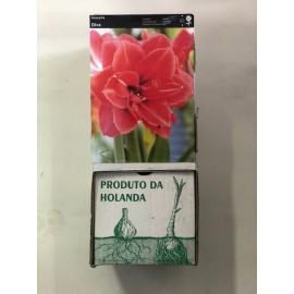 S.BOLBO GR AMARYLLIS DOBRADOS - CAIXA 10 UNIDADES