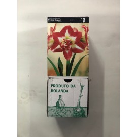 S.BOLBO GR AMARYLLIS DOBRADOS - CAIXA 10 UNIDADES