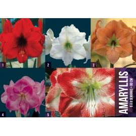 S.BOLBO GR AMARYLLIS SINGELOS - CAIXA 50 UNIDADES