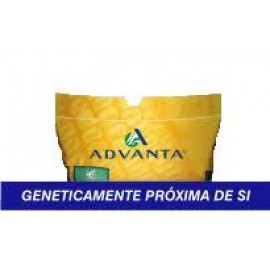 S.MILHO HIBRIDO ADVANTA CLOONEY  15 MK