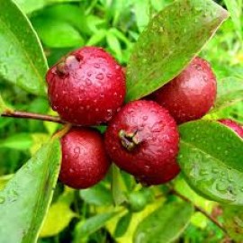 S.ARVORE FRUTO TROPICAL -ARAÇA VERMELHO VASO