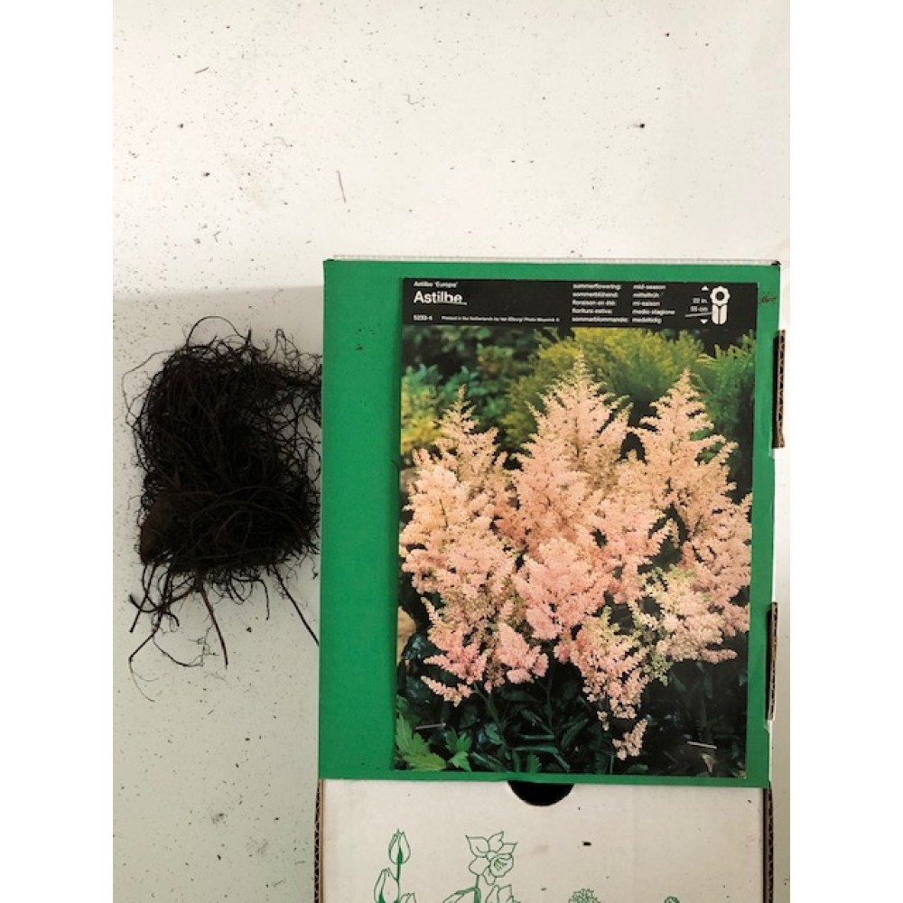 S.BOLBO ASTILBE   - UNIDADE