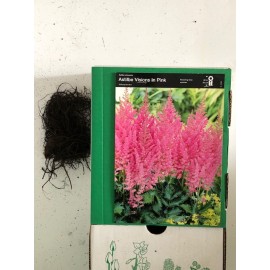 S.BOLBO ASTILBE   - UNIDADE