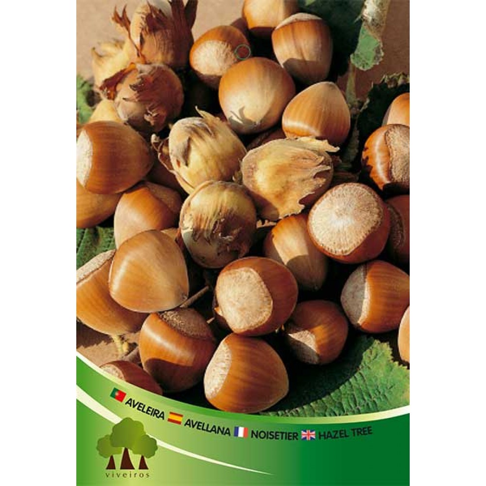 S.ARVORE FRUTO -AVELEIRA