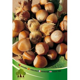 S.ARVORE FRUTO -AVELEIRA