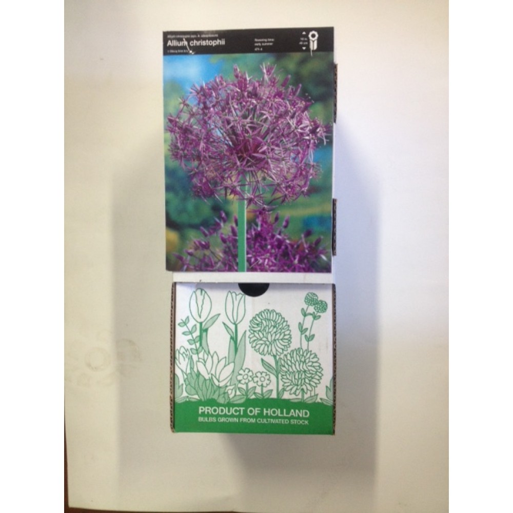 S.BOLBO DC ALLIUM CRISTOPHII - CX 60 UNIDADE