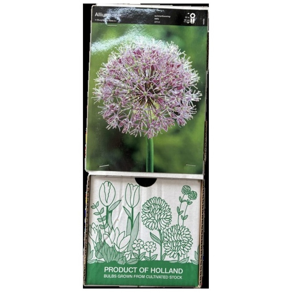 S.BOLBO DC ALLIUM IVORY QUEEN - CX 60 UNIDADE