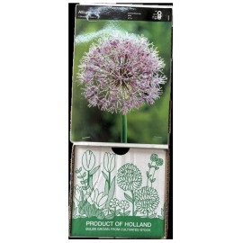 S.BOLBO DC ALLIUM IVORY QUEEN - CX 60 UNIDADE