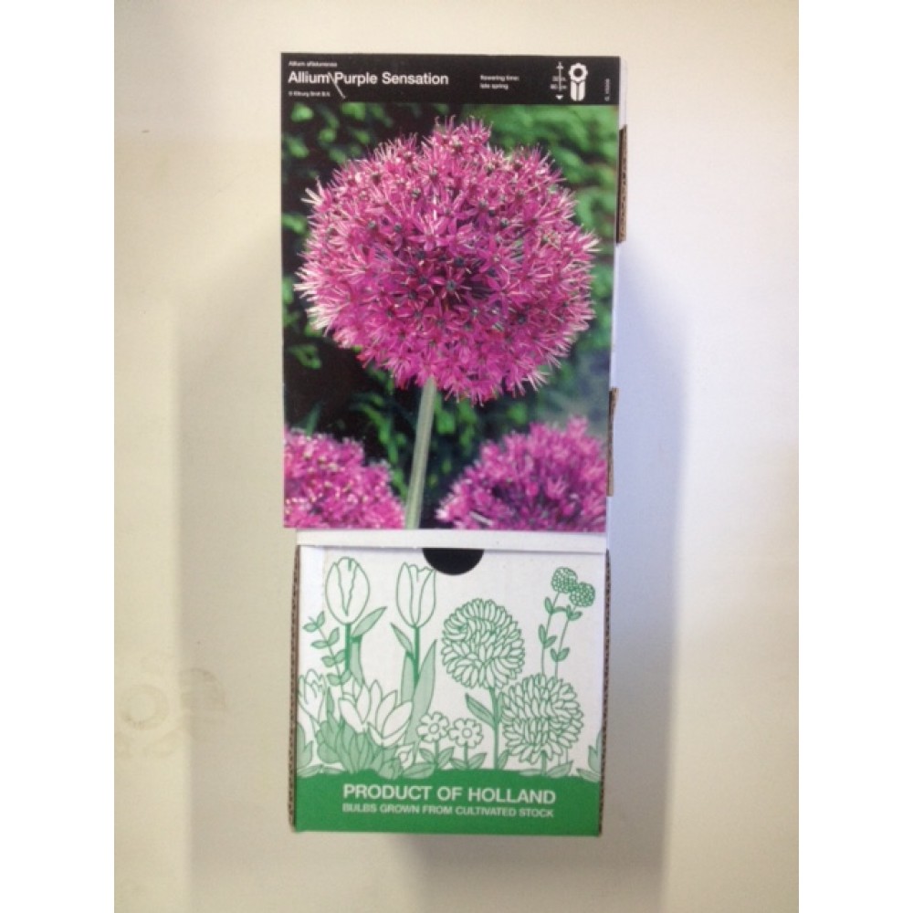 S.BOLBO DC ALLIUM PURPLE SENSATION - CX 60 UNIDADE