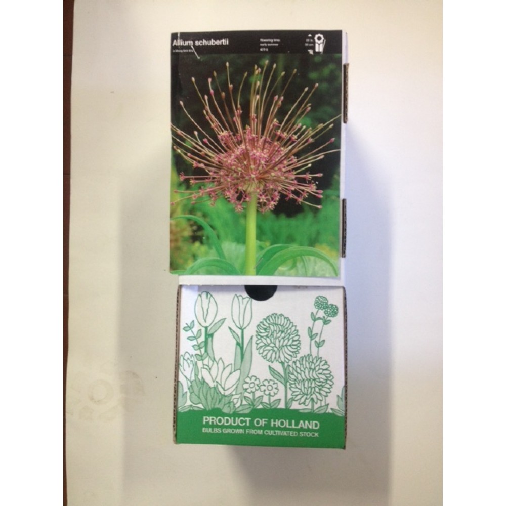 S.BOLBO DC ALLIUM SHUBERTII - CX 30 UNIDADE