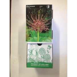 S.BOLBO DC ALLIUM SHUBERTII - CX 30 UNIDADE