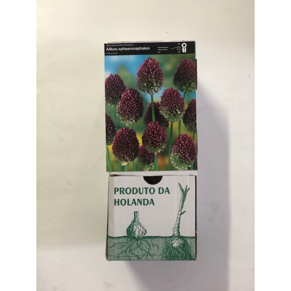 S.BOLBO DC ALLIUM SPHAEROCEPHALON - CX 150 UNIDADE
