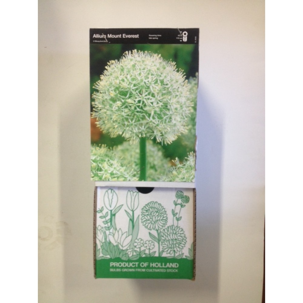 S.BOLBO DC ALLIUM MOUNT EVEREST - CX 30 UNIDADE