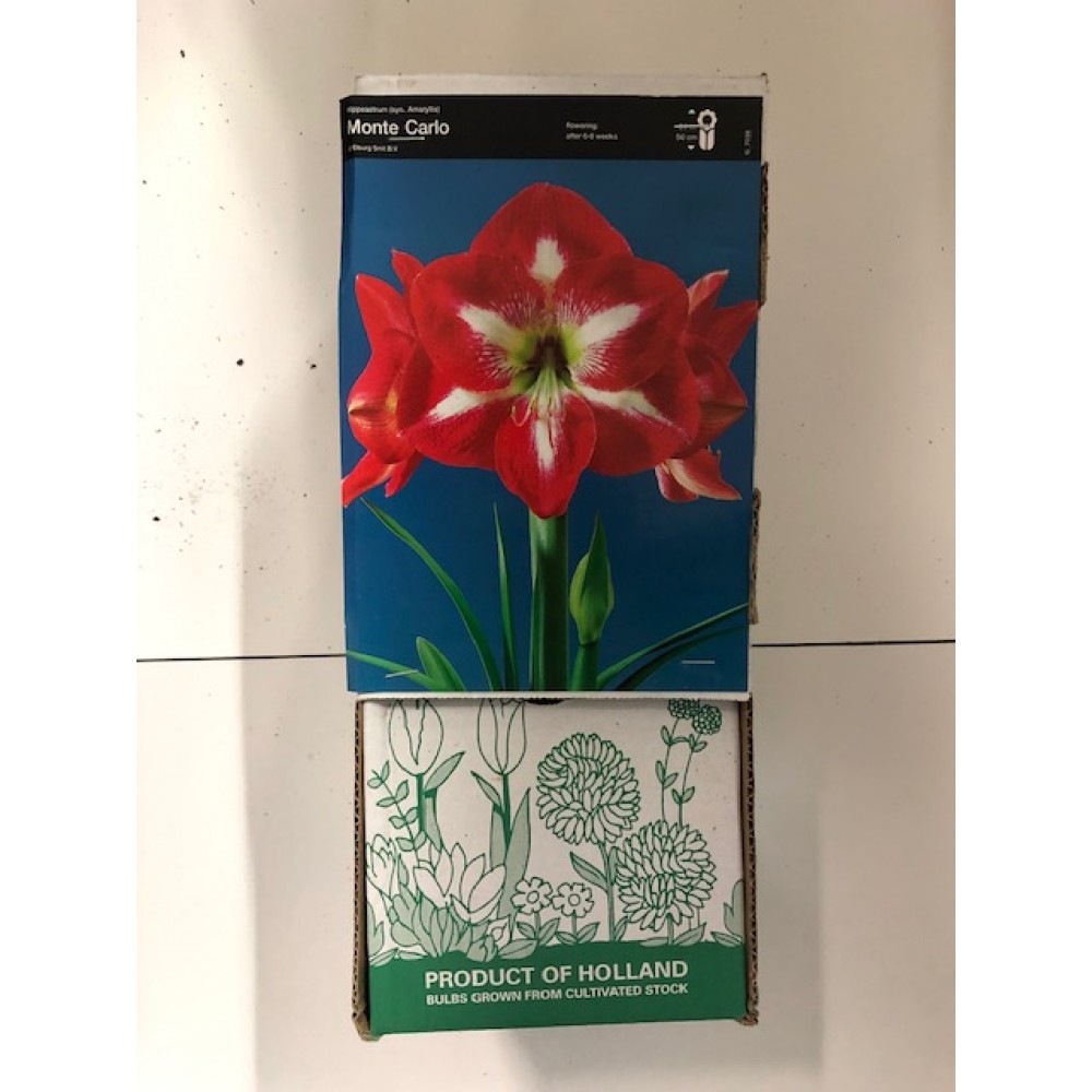 S.BOLBO GR AMARYLLIS SINGELOS - CAIXA 10 UNIDADES