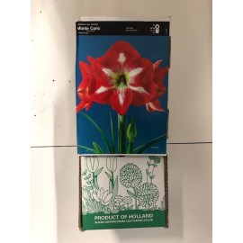 S.BOLBO GR AMARYLLIS SINGELOS - CAIXA 10 UNIDADES